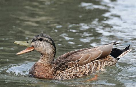 Bird Hybrids: American Black Duck x Mallard