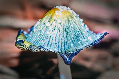 Inky Cap Mushroom Rmacro