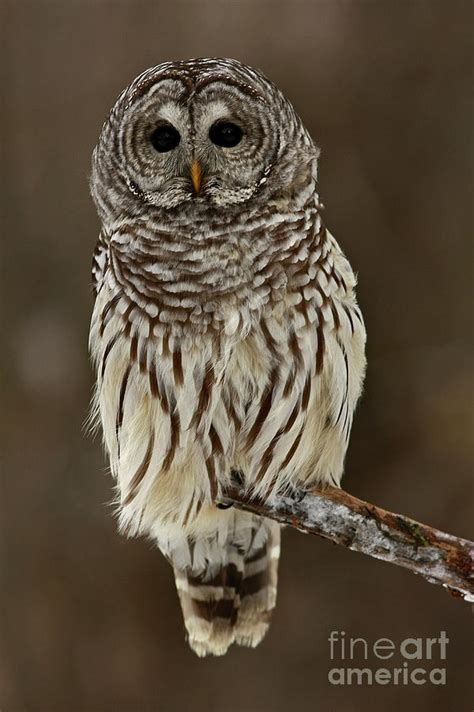 Mysterious Barred Owl In The Forest Photograph By Inspired Nature