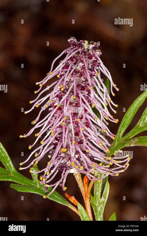 Impresionante Inusual P Rpura Malva Flor Y Hojas Verdes De Grevillea