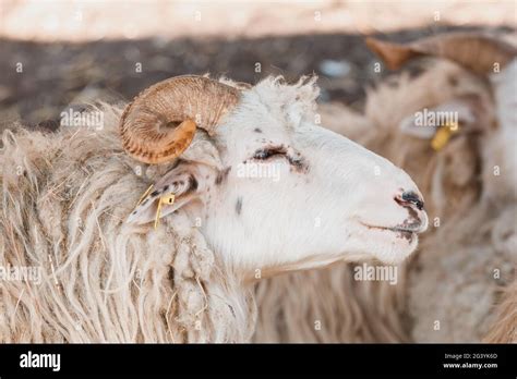 Ram or tup, male of sheep Stock Photo - Alamy