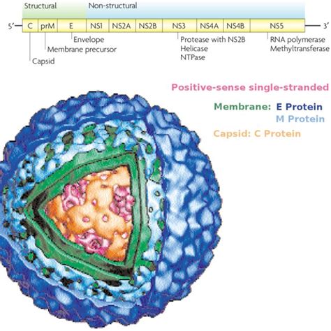 PDF Molecular Aspects Of The Dengue Virus Infection Process A Review