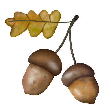 forest acorn watercolor 9661857 PNG