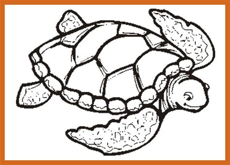 Turtle Shell Pattern Drawing at GetDrawings | Free download