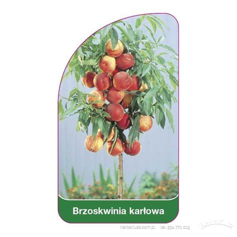 Brzoskwinia Honey Gold MINI Karłowa Drzewa owocowe Herbariusz