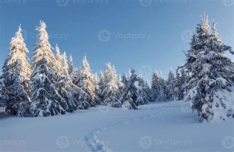 céu azul claro paisagem mágica do inverno árvores cobertas de neve