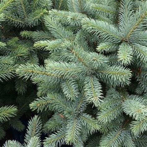 Picea Pungens The Blue Spruce Nurseries Online