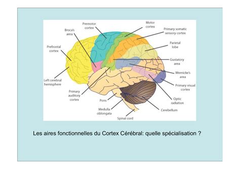 Les Aires Fonctionnelles Du Cortex C R Bral Quelle Sp Cialisation