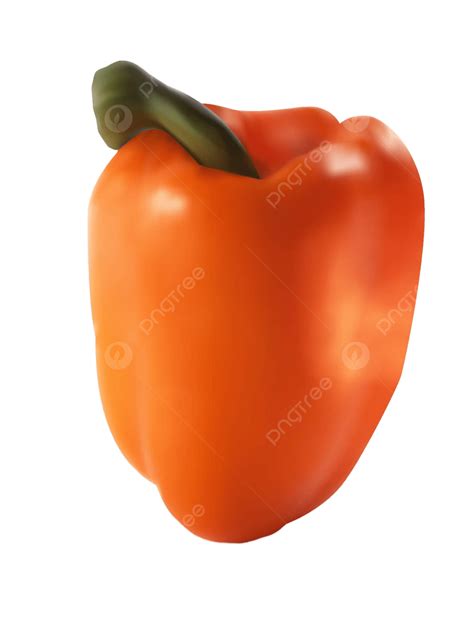 Photo Realistic Vector Illustration Of Orange Sweet Pepper Health Feed