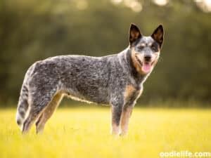 Red Heeler Vs Blue Heeler (Compared With PHOTOS) - Oodle Life