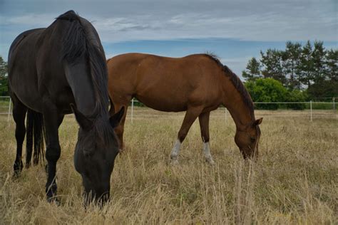 Mustang Horses: A Symbol of Freedom and Endurance - Horse Speedy