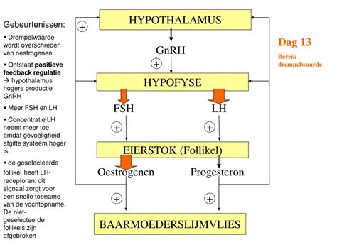 Ppt Hormonale Regeling Powerpoint Presentation Free Download Id