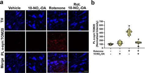 No Oa Inhibits Synuclein Mediated Mitochondrial Import