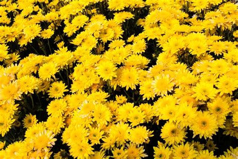 Yellow chrysanthemums — Stock Photo © valipatov #11366137