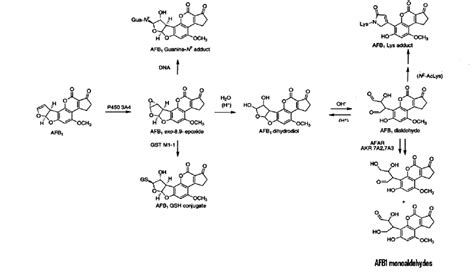 Metabolism Of Aflatoxin B1 In Human Guengerich Et Al 2002