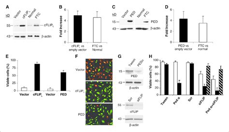 Exogenous Cflip L And Ped Pea Expression Prevents Cd Induced