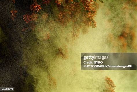 129 Cedar Pollen Stock Photos, High-Res Pictures, and Images - Getty Images