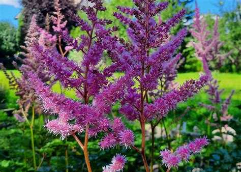 Астильба Давида Astilbe davidii - купить сорт в питомнике, саженцы в ...