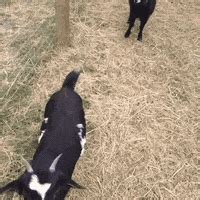 Fainting Goats GIFs - Find & Share on GIPHY