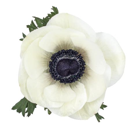 White Anemone - Toronto Bulk Flowers Wholesale Flower | Roses