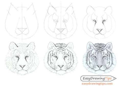 How To Draw A Tiger Face And Head Step By Step Easydrawingtips Easy