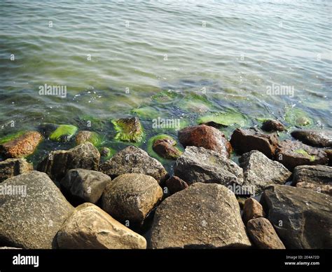 Rocks And Waves And Algae Hi Res Stock Photography And Images Alamy