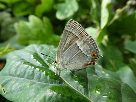 Rare butterfly discovered in County Kildare – Butterfly Conservation
