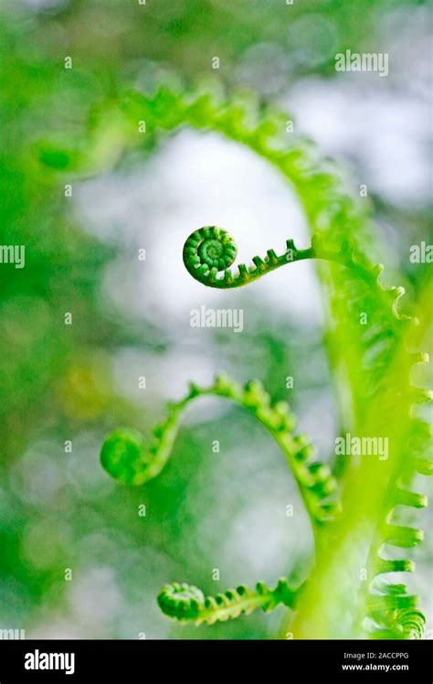 Young Fern Fronds These Edible Parts Of A Fern Are Often Called