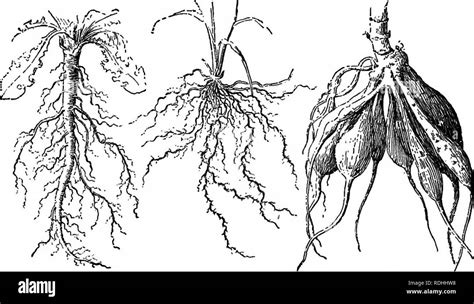 Essentials Of Botany Botany Botany 34 Essentials Of Botany Roots