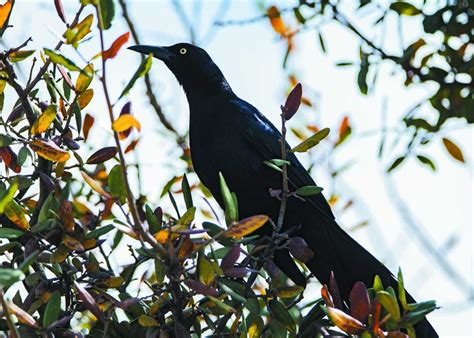 Cuervo O Urraca Conoce Al Zanate Mexicano