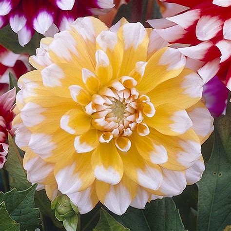 Dahlia Seattle Flower Farm Bulb Flowers Pretty Flowers