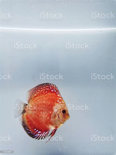 Discus Fish Marborllo Stock Photo Download Image Now Animal