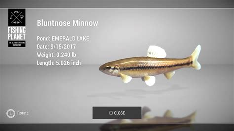 Bluntnose Minnow YouTube