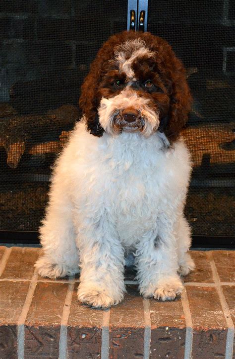 Barksdale Introduces Parti Labradoodles Barksdale Labradoodles