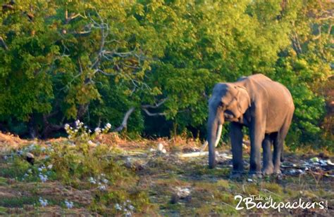 Why You Should Visit Bodoland And Manas National Park T2B