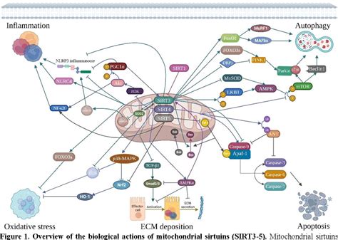 Pdf Targeting Mitochondrial Sirtuins In Age Related Neurodegenerative