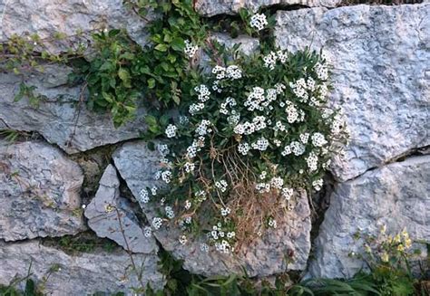 Sizilien im März Was wächst denn da Das wilde Gartenblog