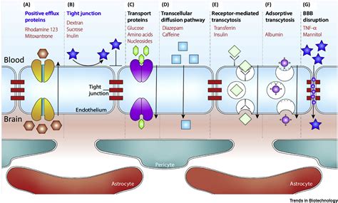 Advances In Microfluidic Bloodbrain Barrier Bbb Models Trends In