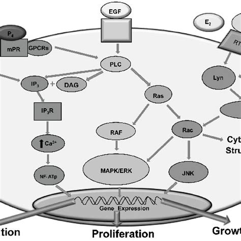 Non Genomic Action Of Sex Steroids On Immune Cells Sex Steroid Like