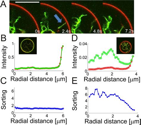 Membrane Curvature Sensing By I Bar Depends On Protein Density On The