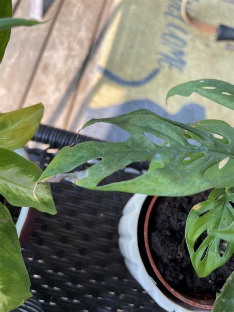 Thrips damage? : r/houseplants