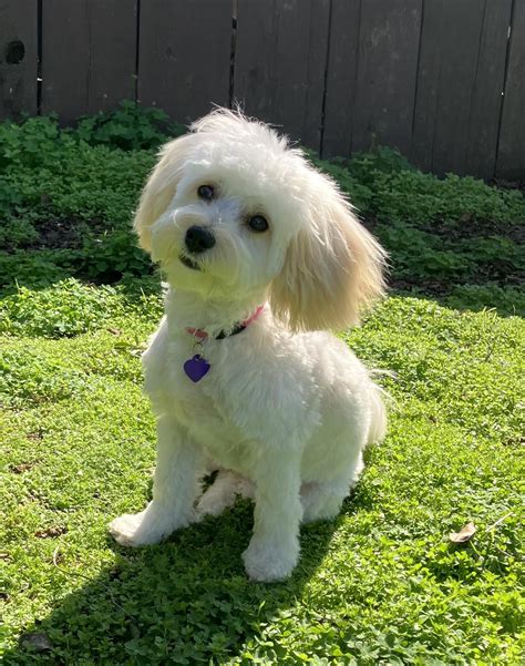 Blossom's first groom at 7 months : r/Maltipoo
