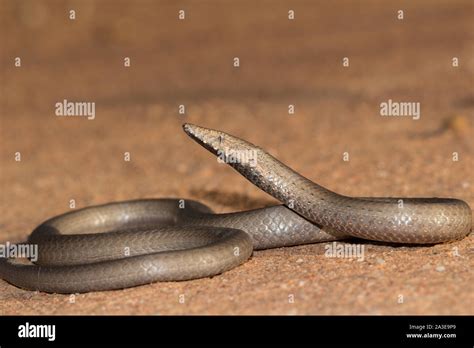 Burtons Legless Lizard Stock Photo Alamy