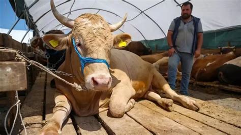 Kurban Bayram Ncesi Fiyatlar Belli Oldu Kurbanl K Fiyatlar