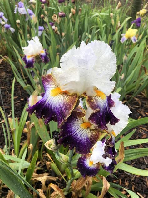 Photo Of The Entire Plant Of Tall Bearded Iris Iris Downtown Man