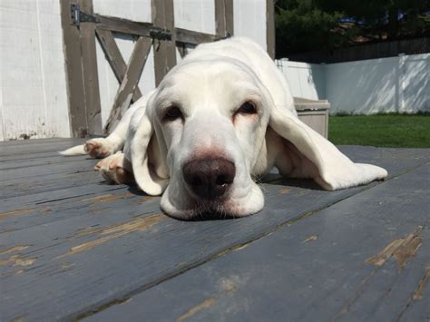 White Basset Hound Mix