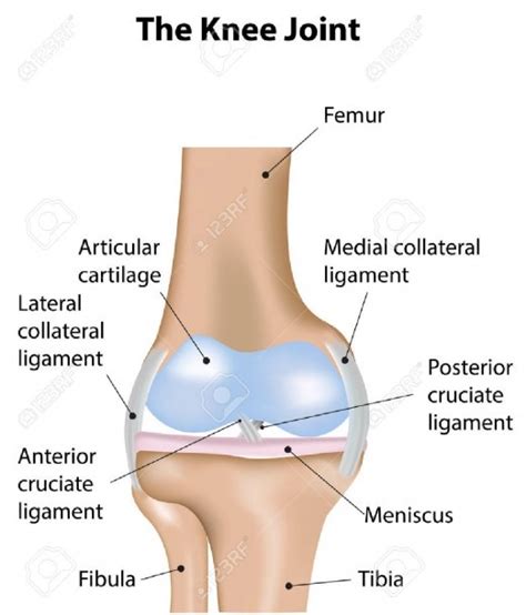 Diagram Of The Knee Joint