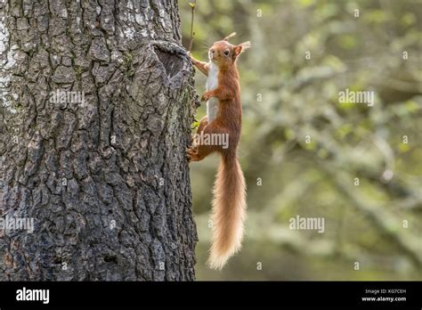 Red Squirrel Sciurus Vulgaris Climbing Up A Tree Trunk Stock Photo