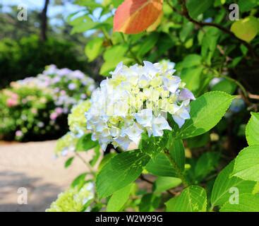 Hydrangea Suguk Festival In Taejongsa Buddhist Temple Taejongdae