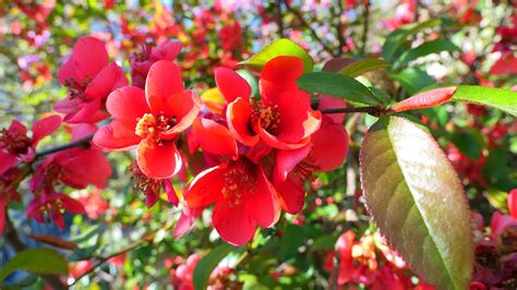 Quince Flowers Spring - Free photo on Pixabay - Pixabay